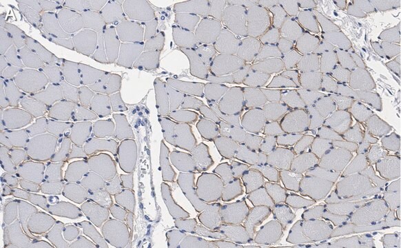 Anti-Dystrophin Antibody, clone 2C6 (MANDYS106) ZooMAb&#174; Mouse Monoclonal recombinant, expressed in HEK 293 cells