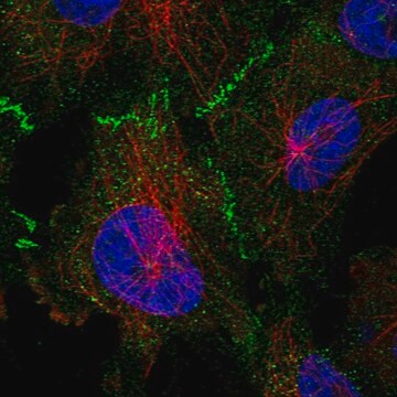 Anti-TP53BP2 antibody produced in rabbit Prestige Antibodies&#174; Powered by Atlas Antibodies, affinity isolated antibody