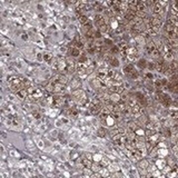 Anti-CERS2 antibody produced in rabbit Prestige Antibodies&#174; Powered by Atlas Antibodies, affinity isolated antibody, buffered aqueous glycerol solution