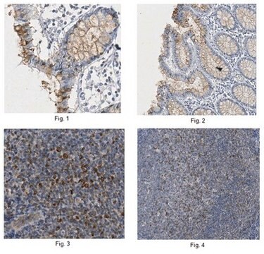 Anti-Claudin-4 Antibody, clone 10B4.3 clone 10B4.3, from mouse