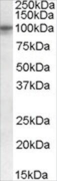 Anti-TAS1R2/GPR71 antibody produced in goat affinity isolated antibody, buffered aqueous solution