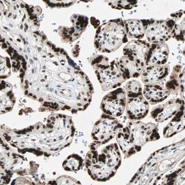 Anti-GATA2 antibody produced in rabbit Prestige Antibodies&#174; Powered by Atlas Antibodies, affinity isolated antibody, buffered aqueous glycerol solution