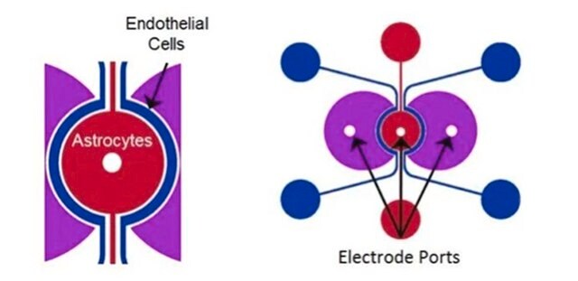 SynVivo SynBBB 3D blood brain barrier model chip assay kit, Transepithelial/endothelial Electrical Resistance (TEER) configuration