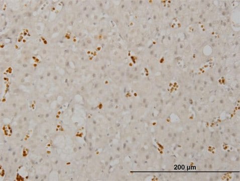 ANTI-SMG1 antibody produced in mouse clone 1C12, purified immunoglobulin, buffered aqueous solution