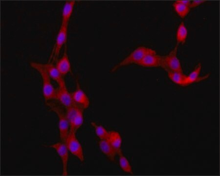 Monoclonal Anti-DYNLT1 antibody produced in mouse ~1.0&#160;mg/mL, clone T1, purified immunoglobulin, buffered aqueous solution