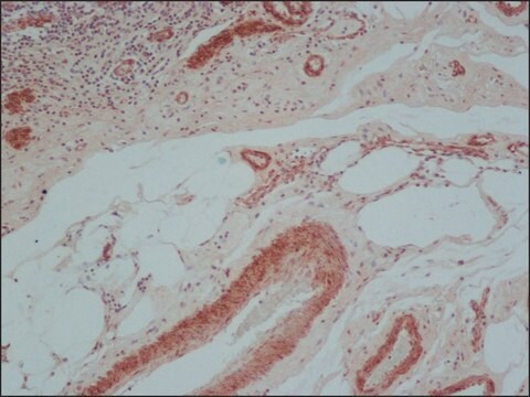 抗マウスIgG (全分子)&#8722;ビオチン ウサギ宿主抗体 IgG fraction of antiserum, buffered aqueous solution