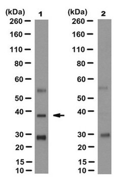 Anti-PL Scramblase 1 Antibody, clone 9A7 clone 9A7, from mouse