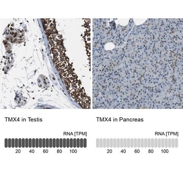 抗TMX4 ウサギ宿主抗体 Prestige Antibodies&#174; Powered by Atlas Antibodies, affinity isolated antibody, buffered aqueous glycerol solution