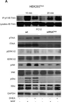 Anti-TrkA Antibody Upstate&#174;, from rabbit