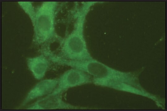 抗Rab7 ウサギ宿主抗体 affinity isolated antibody, buffered aqueous solution