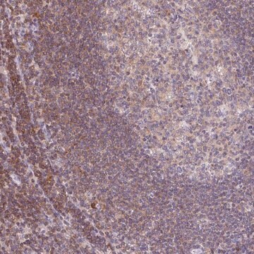 Anti-KIF26A antibody produced in rabbit Prestige Antibodies&#174; Powered by Atlas Antibodies, affinity isolated antibody, buffered aqueous glycerol solution