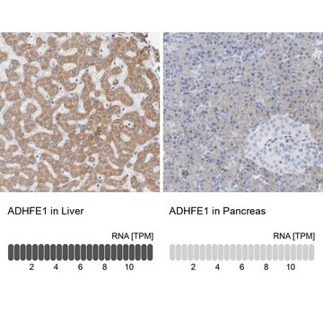 Anti-ADHFE1 antibody produced in rabbit Prestige Antibodies&#174; Powered by Atlas Antibodies, affinity isolated antibody, buffered aqueous glycerol solution