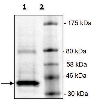 OTUD6B active human recombinant, expressed in E. coli, &#8805;80% (SDS-PAGE)