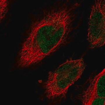 Anti-CENPN antibody produced in rabbit Prestige Antibodies&#174; Powered by Atlas Antibodies, affinity isolated antibody