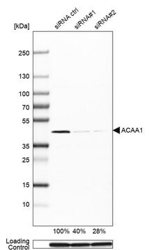 Monoclonal Anti-ACAA1 antibody produced in mouse Prestige Antibodies&#174; Powered by Atlas Antibodies, clone CL2662, purified immunoglobulin, buffered aqueous glycerol solution