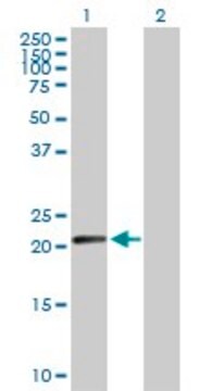 Anti-N6AMT1 antibody produced in rabbit purified immunoglobulin, buffered aqueous solution