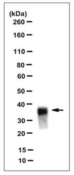 Anti-PrP, clone DRM2-118 Antibody clone DRM2-118, from mouse