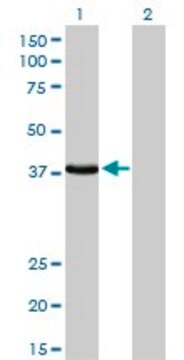 Monoclonal Anti-EPM2A antibody produced in mouse clone 6C6, purified immunoglobulin, buffered aqueous solution