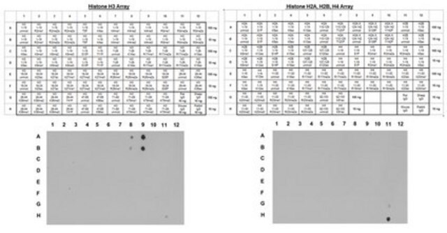 抗-三甲基组蛋白H3（Lys4）抗体，克隆CMA304 clone CMA304, from mouse