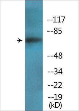 Anti-phospho-PKCD (pTyr64) antibody produced in rabbit affinity isolated antibody