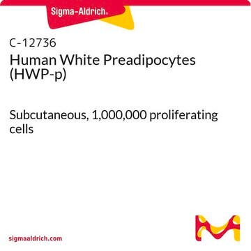 Human White Preadipocytes (HWP-p) Subcutaneous, 1,000,000 proliferating cells