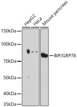 Anti-BiP/GRP78 Antibody, clone 8J5M2, Rabbit Monoclonal