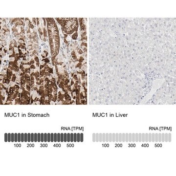 Anti-MUC1 antibody produced in rabbit Prestige Antibodies&#174; Powered by Atlas Antibodies, affinity isolated antibody, buffered aqueous glycerol solution