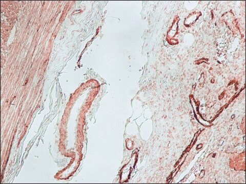 抗-小鼠IgG（Fc特异性）-生物素 山羊抗 affinity isolated antibody, buffered aqueous solution