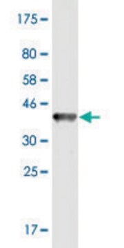 Monoclonal Anti-CHST11 antibody produced in mouse clone 1H3, purified immunoglobulin, buffered aqueous solution