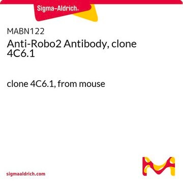 Anti-Robo2 Antibody, clone 4C6.1 clone 4C6.1, from mouse