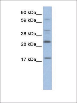 Anti-PYCARD antibody produced in rabbit IgG fraction of antiserum