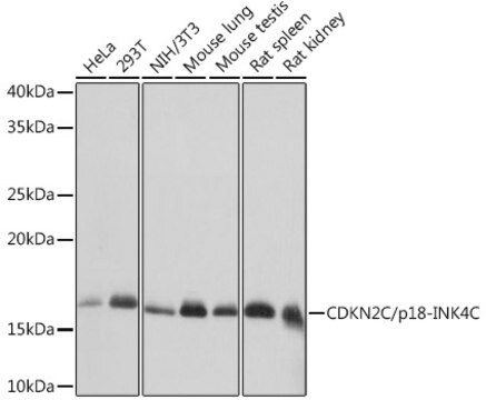 Antibody, clone 1Q10Q4, Rabbit Monoclonal