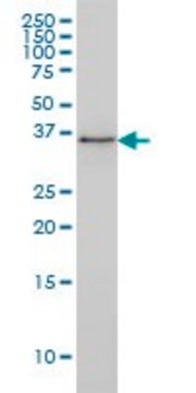 Monoclonal Anti-PARVG antibody produced in mouse clone 4E1, ascites fluid