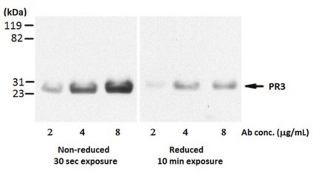 Anti-Proteinase-3/PR3-Antikörper, Klon&nbsp;MCPR3-3 clone MCPR3-3, from mouse