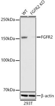 [KO Validated]Anti-FGFR2 Antibody, clone 0O6A9, Rabbit Monoclonal