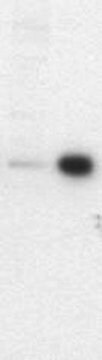 PhosphoDetect Anti-VASP (pSer&#185;&#8309;&#8311;) Mouse mAb (5C6) lyophilized, clone 5C6, Calbiochem&#174;