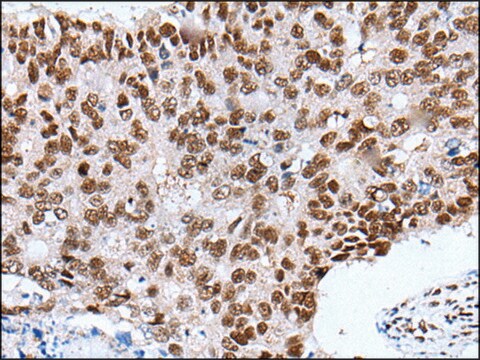 Anti-XAB2 affinity isolated antibody