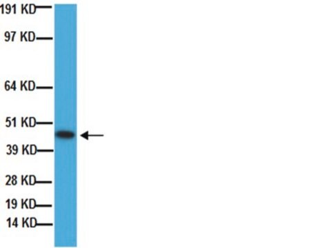 Anticorps anti-GAP43 ("growth associated protein&nbsp;43"), clone&nbsp;9-1E12 clone 9-1E12, Chemicon&#174;, from mouse