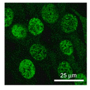 Anti-MSH3 Antibody, clone 1F6 clone 1F6, 1&#160;mg/mL, from mouse