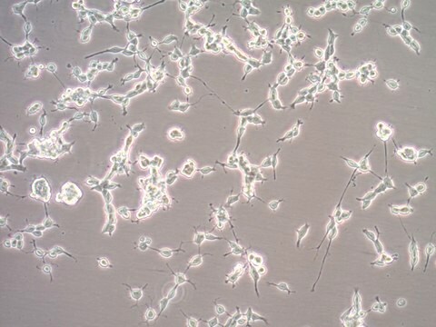 Lignée cellulaire de précurseurs oligodendrocytaires de souris Oli-neu