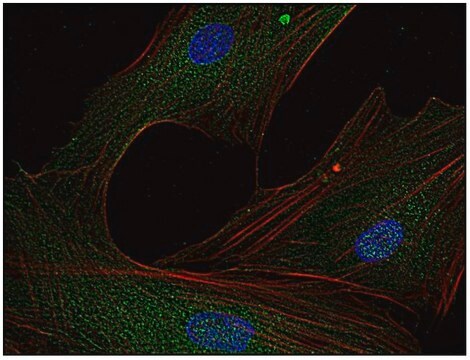 Monoclonal Anti-FYN antibody produced in mouse clone FYN-01