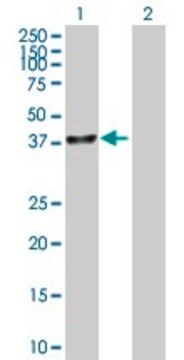 Anti-UBLCP1 antibody produced in mouse IgG fraction of antiserum, buffered aqueous solution