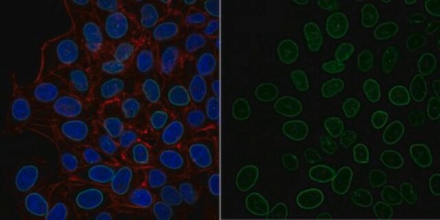 Anti-Lamin A/C Antibody, clone 2E8.2 Antibody, Alexa Fluor&#8482; 488 Conjugate clone 2E8.2, from mouse, ALEXA FLUOR&#8482; 488