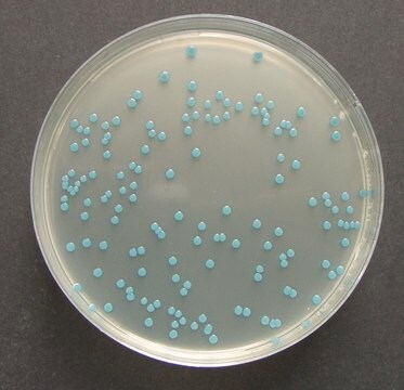 Ágar para Listeria (base) segundo OTTAVIANI e AGOSTI ChromoCult&#174; ISO 11290, For the isolation and differentiation of Listeria monocytogenes and other Listeria sp.