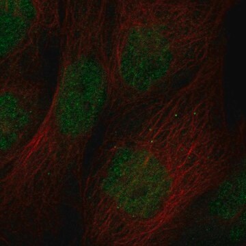 Anti-Zbtb46 Antibody Produced In Rabbit Prestige Antibodies&#174; Powered by Atlas Antibodies, affinity isolated antibody, buffered aqueous glycerol solution