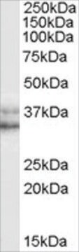 Anti-NANOG, C-Terminal antibody produced in goat affinity isolated antibody, buffered aqueous solution