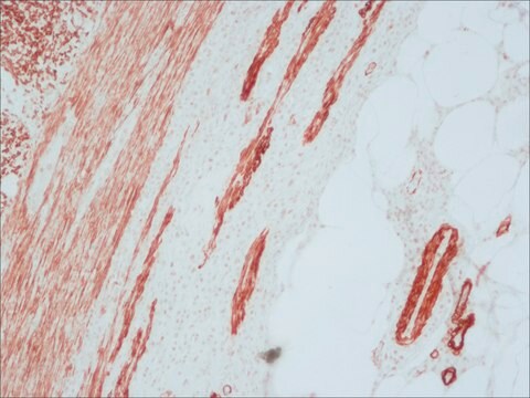 抗-小鼠IgG（Fc特异性）-生物素 山羊抗 affinity isolated antibody, buffered aqueous solution