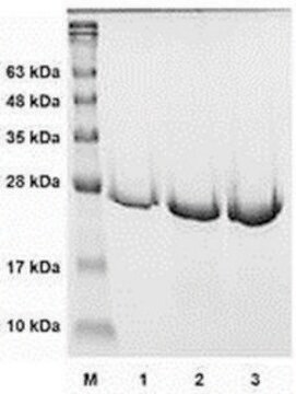 カテプシンK 活性型 ヒト recombinant, expressed in E. coli, &#8805;90% (SDS-PAGE)