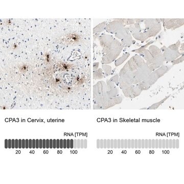 Anti-CPA3 antibody produced in rabbit Prestige Antibodies&#174; Powered by Atlas Antibodies, affinity isolated antibody, buffered aqueous glycerol solution