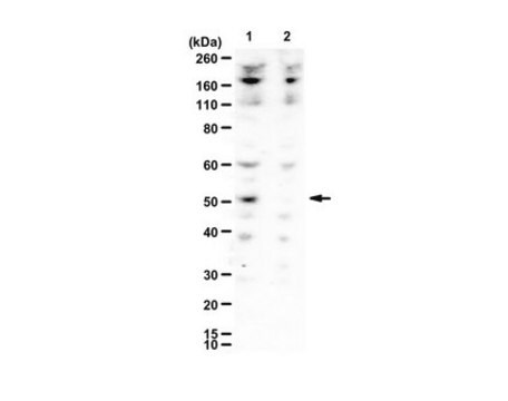 Anty-Dcp2 serum, from rabbit